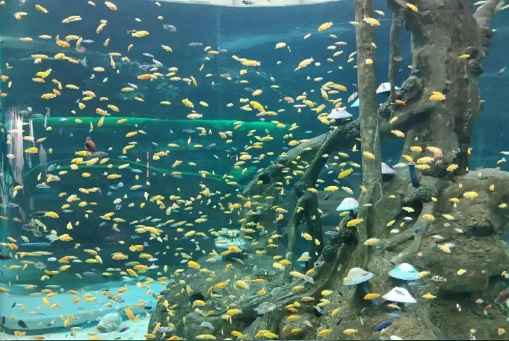 97����-����Ʒ��,Դ������