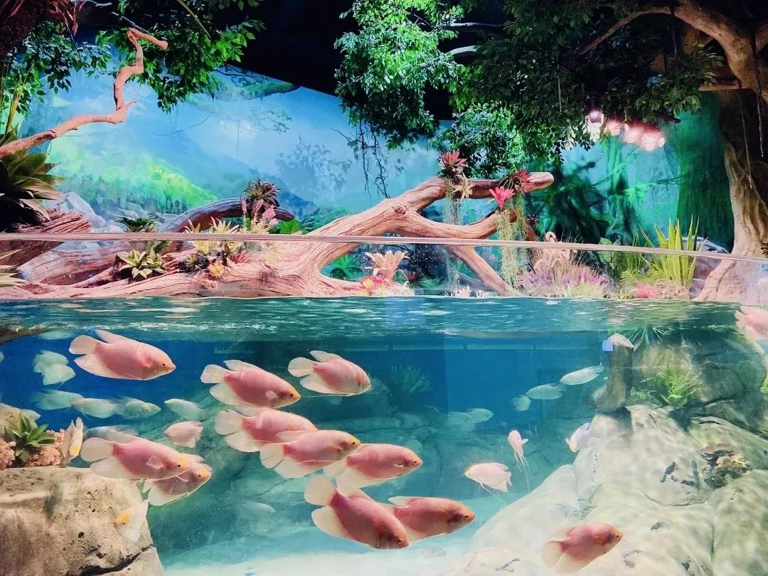 97����-����Ʒ��,Դ������