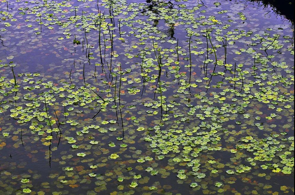 �޸�������ˮ��̬ϵͳ