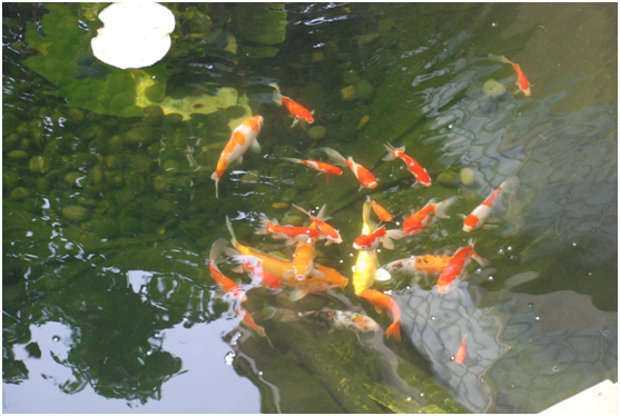 ����������Ҫ��