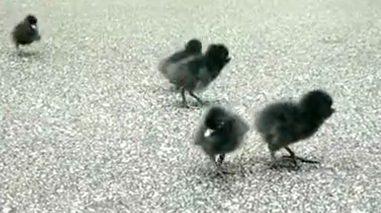 97����-����Ʒ��,Դ������