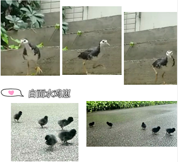 97����-����Ʒ��,Դ������