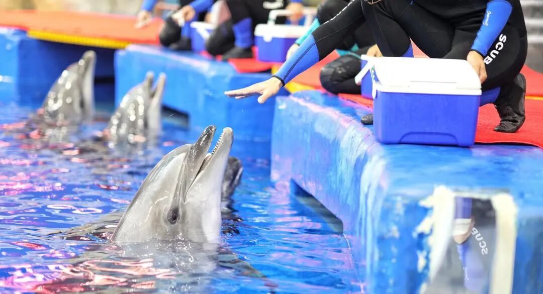 97����-����Ʒ��,Դ������